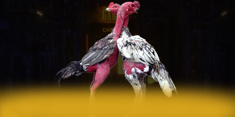 9Bet – Cổng cá cược được nhiều người chơi lựa chọn, được cộng đồng đánh giá tích cực.