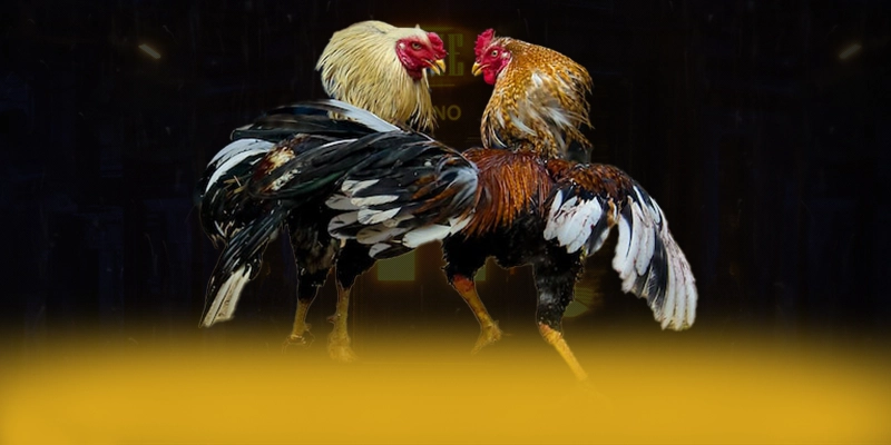 
Điểm nổi bật tại ĐÁ GÀ TRỰC TIẾP - Thương hiệu được tin dùng tại Việt Nam
