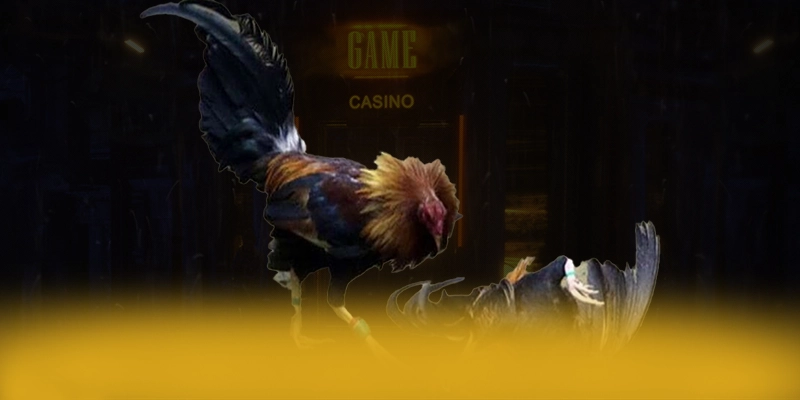 ĐÁ GÀ TRỰC TIẾP - Sảnh game được game thủ yêu thích trên thị trường – Khám phá top ĐÁ GÀ TRỰC TIẾP