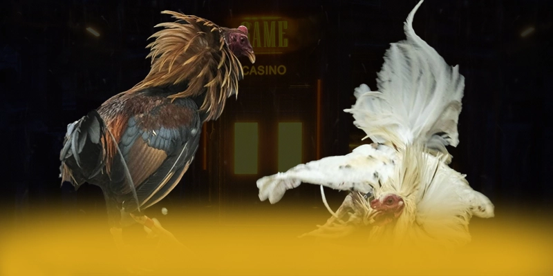 DAGA88 – Thương hiệu có thưởng lớn, được người chơi yêu thích.