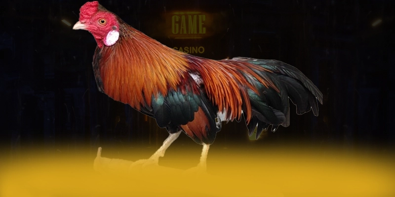 
Khám phá 789P - Cổng trò chơi được nhiều người chơi lựa chọn được cộng đồng đánh giá cao
