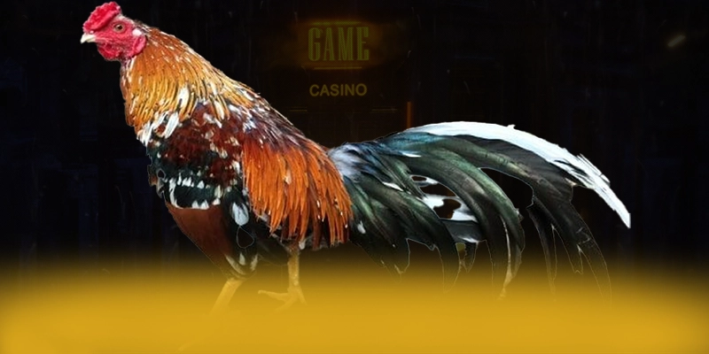 CONGA6789 - Thương hiệu chuyên nghiệp được yêu thích nhất CONGA6789 - Thương hiệu chuyên nghiệp được yêu thích nhất