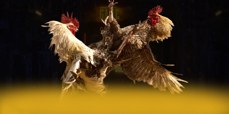 ĐÁ GÀ TRỰC TIẾP - Sảnh game minh bạch được đánh giá cao – Khám phá cam kết an toàn của ĐÁ GÀ TRỰC TIẾP