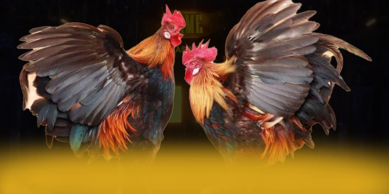 tài xỉu online - Nhà cái phổ biến hàng đầu trên thị trường