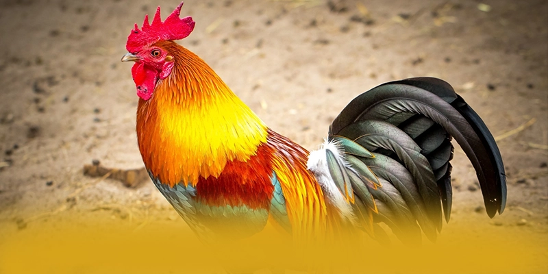 tỷ lệ kèo bóng đá - Nền tảng cá cược được yêu thích 2025 – Cập nhật ngay tỷ lệ kèo bóng đá