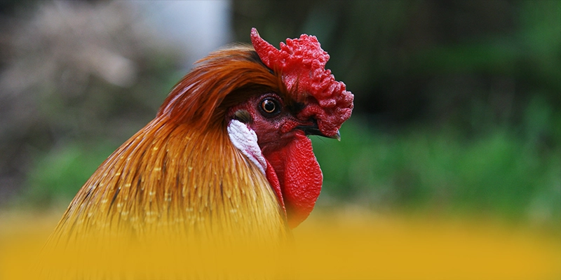 FAFA191 - Sảnh game hấp dẫn được giới cược thủ đánh giá cao – Săn ngay FAFA191