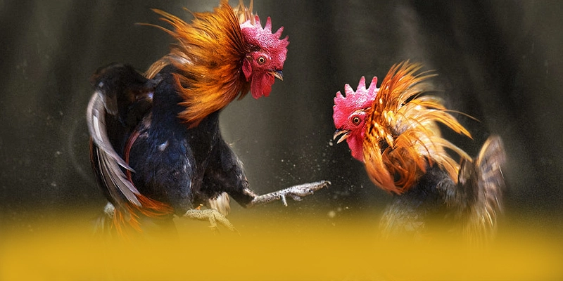 DAGA88 - Kết luận và đánh giá chung theo đánh giá từ người dùng.