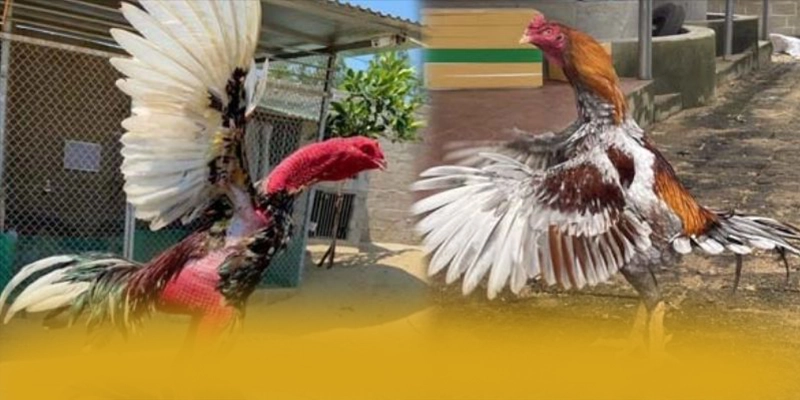 W88 - Sảnh game được đánh giá cao về độ tin cậy 2025 – Khám phá W88