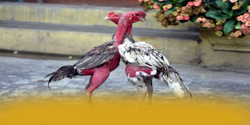 FAFA191 - Cổng giải trí được yêu thích tại Việt Nam – Trải nghiệm ưu đãi hấp dẫn cùng FAFA191