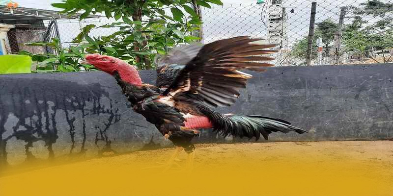 Uk88 – Nhà cái được đánh giá cao, đang làm mưa làm gió trên thị trường. Uk88 – Nhà cái được đánh giá cao, đang làm mưa làm gió trên thị trường.