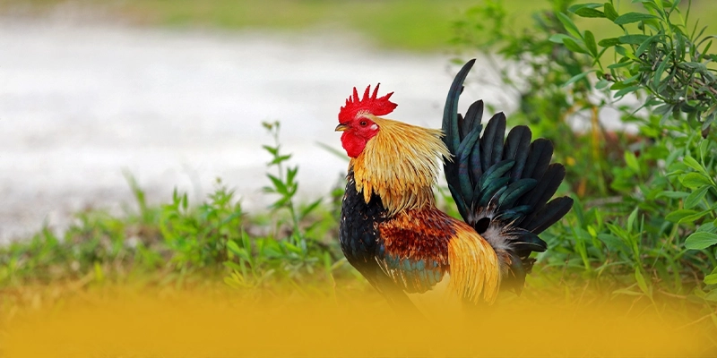 B52 – Trang game được tin dùng, được người chơi yêu thích.