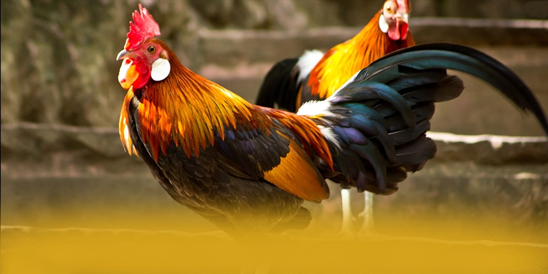 88VV - Cổng trò chơi có danh mục game hấp dẫn đang làm mưa làm gió trên thị trường – Khám phá kho trò chơi của 88VV