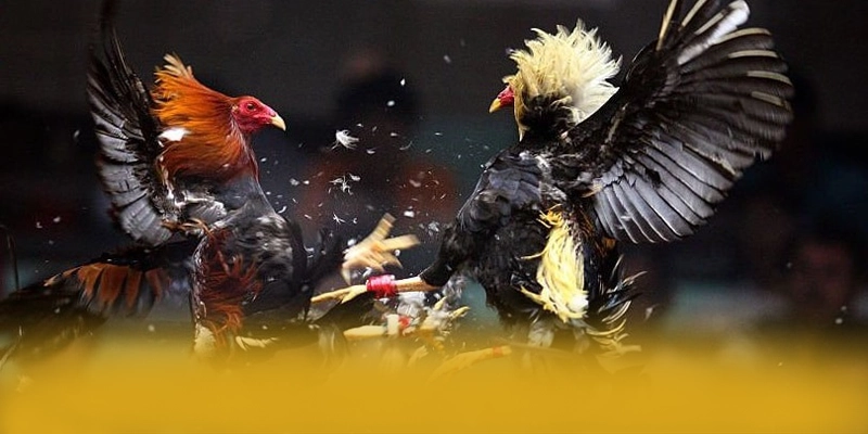 
Trải nghiệm B52 - Cổng trò chơi được đánh giá cao cho người chơi
